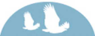 bluebird bluebird